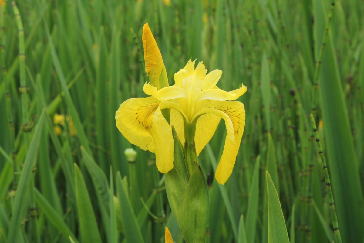 Yellow iris 3